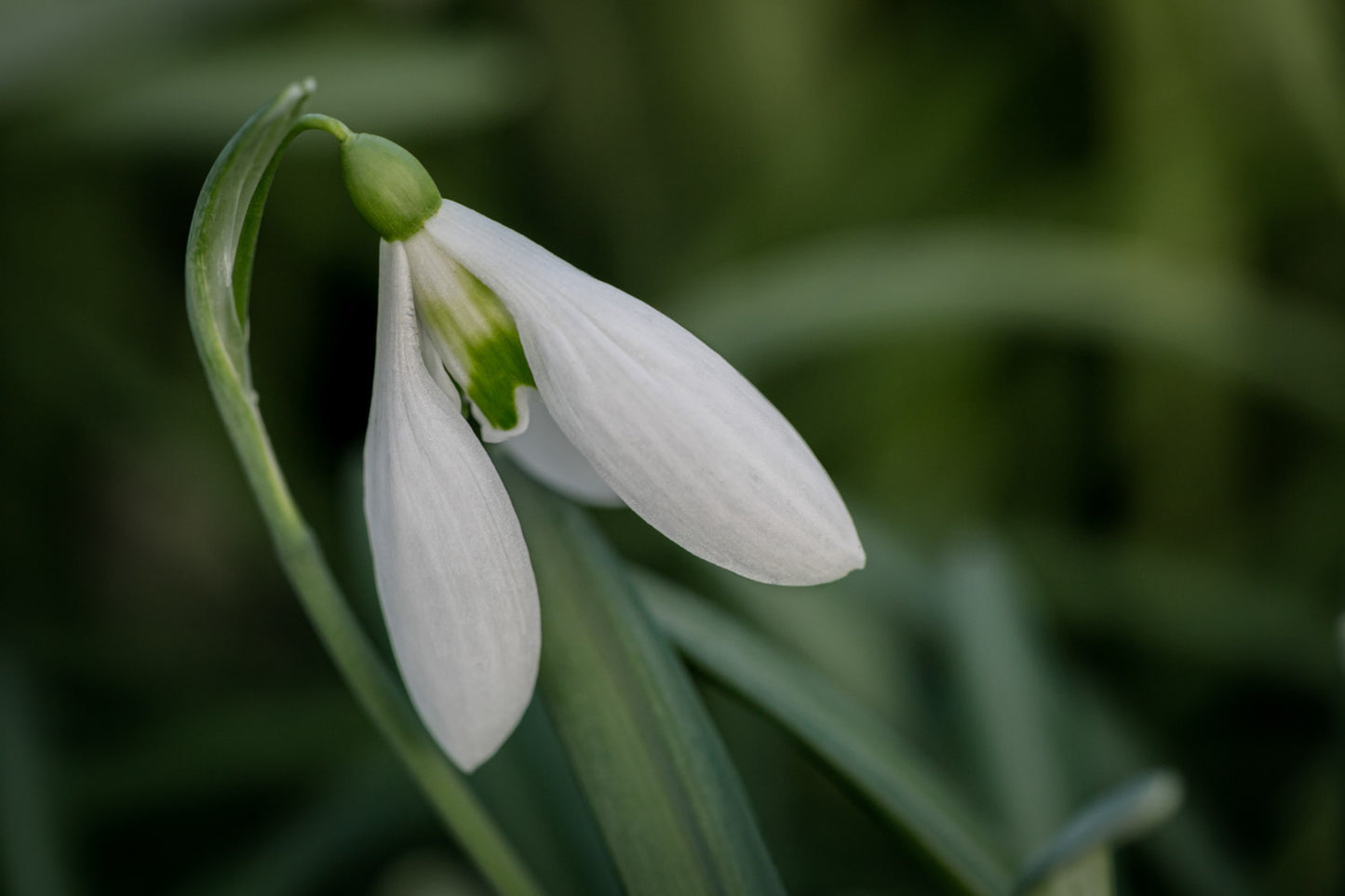 Galanthus 'Imbolc'
