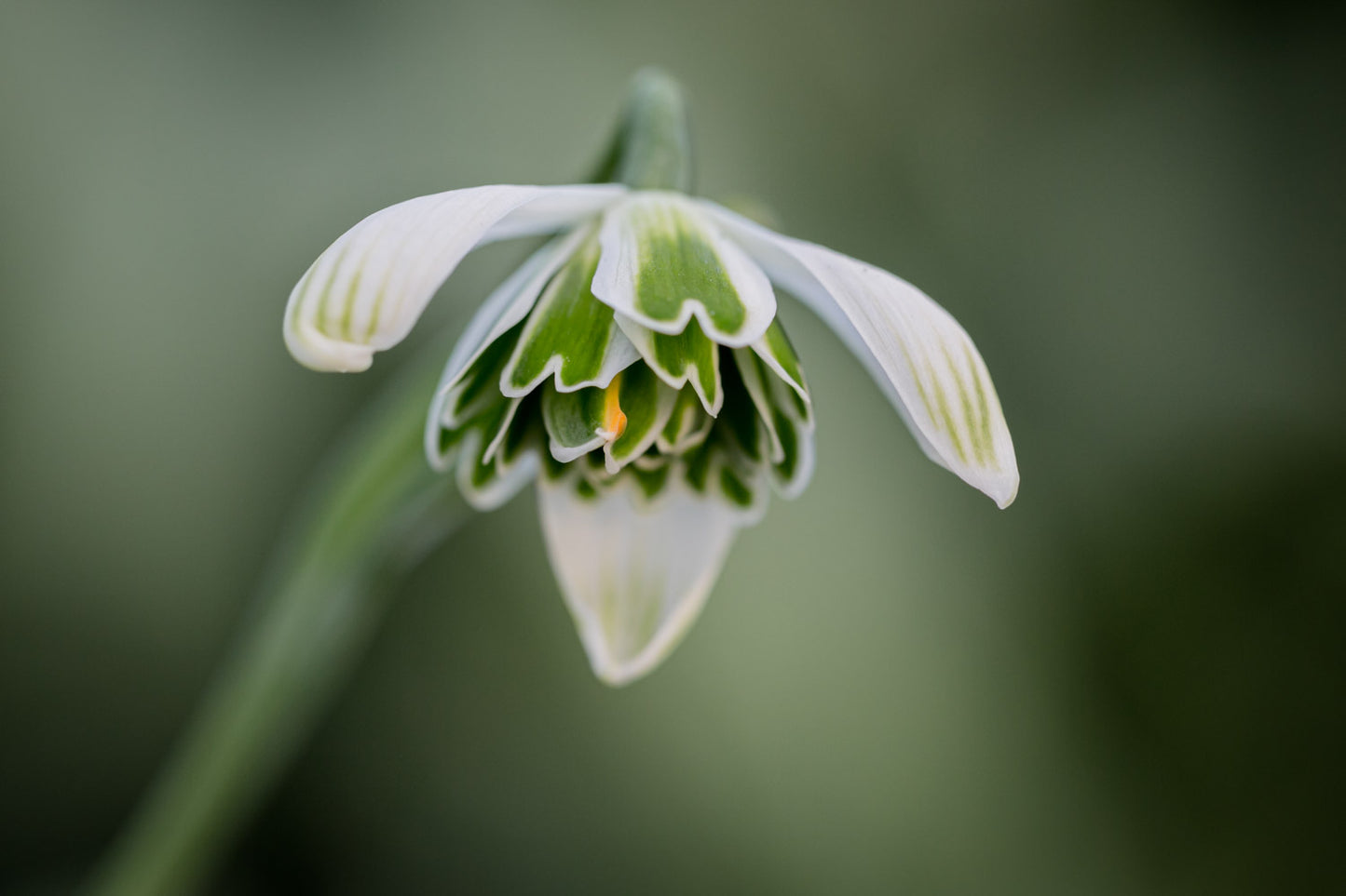 Galanthus 'Jacquenetta'