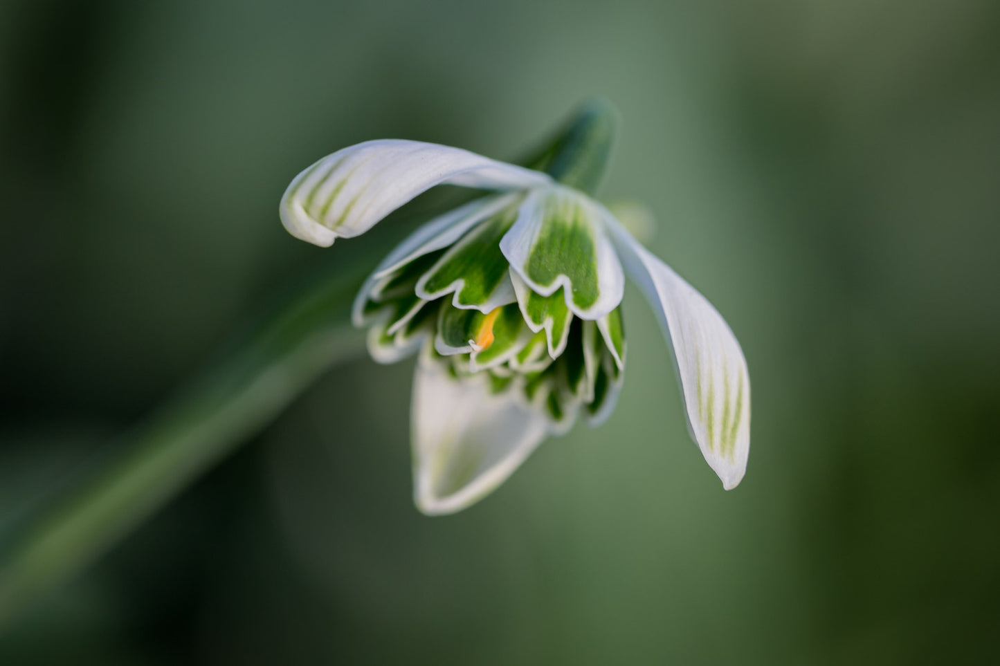 Galanthus 'Jacquenetta'