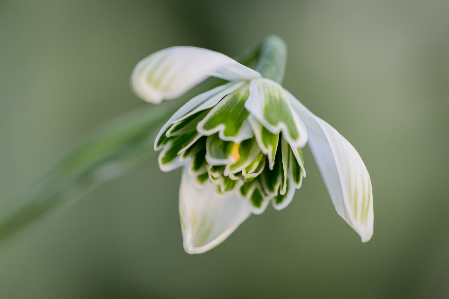 Galanthus 'Jacquenetta'