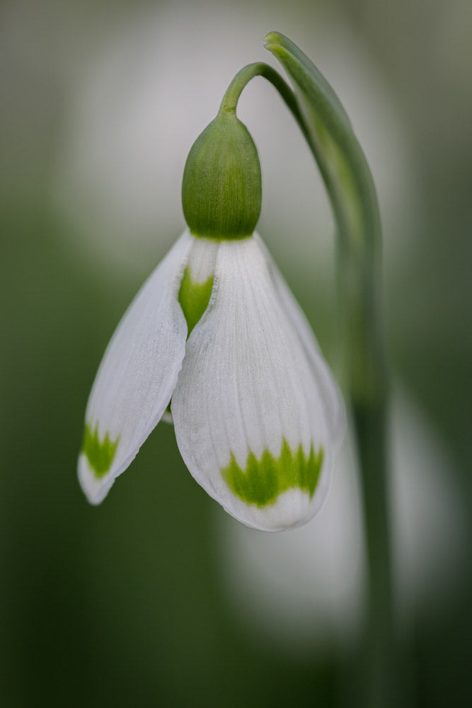 Galanthus 'Josie'