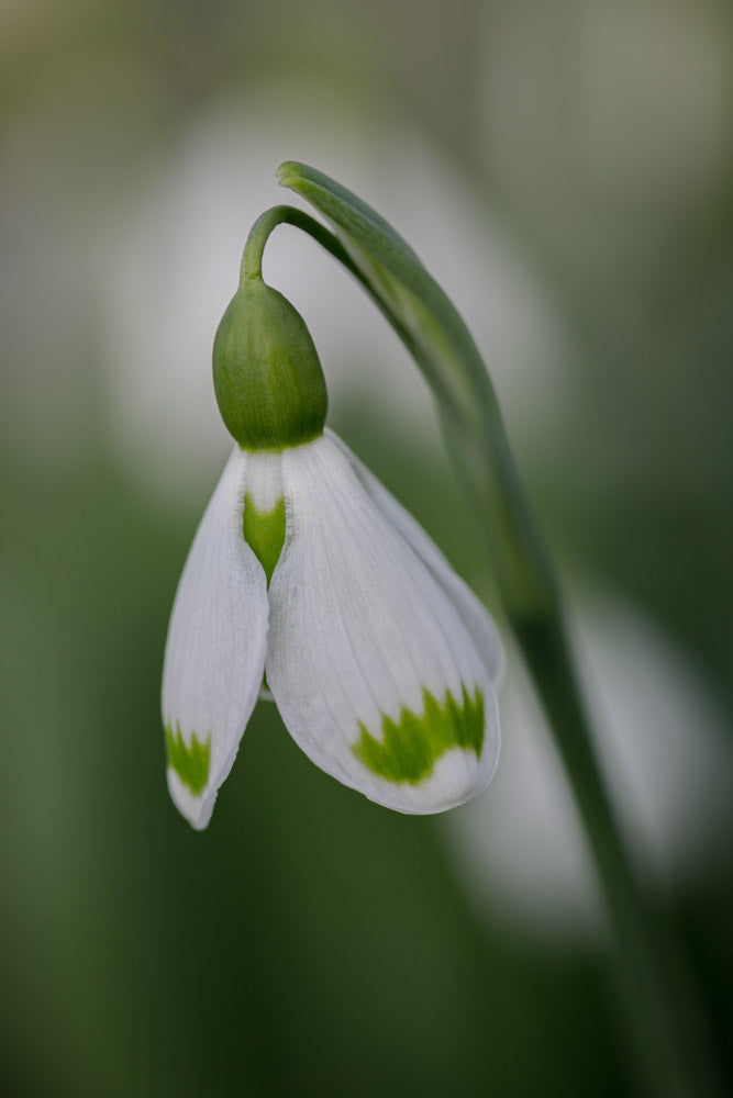 Galanthus 'Josie'