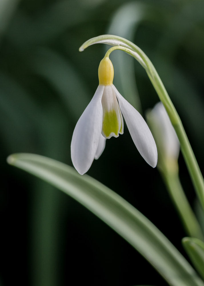 Galanthus 'June Boardman'