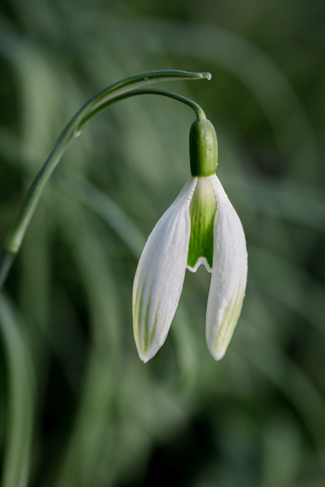 Galanthus 'Kildare'