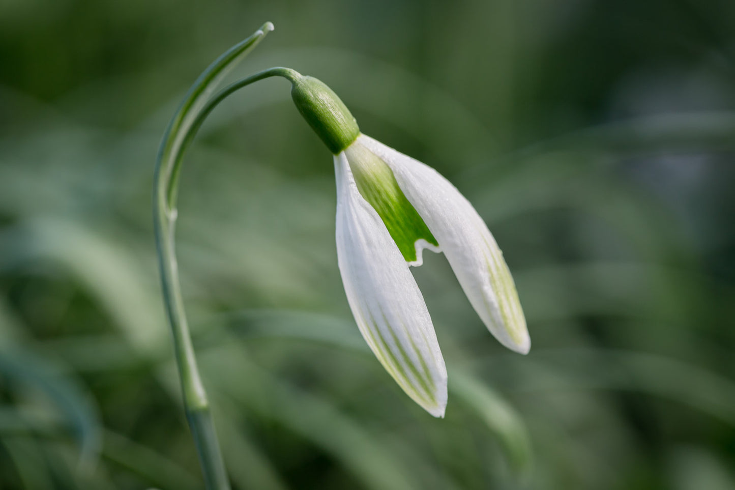 Galanthus 'Kildare'