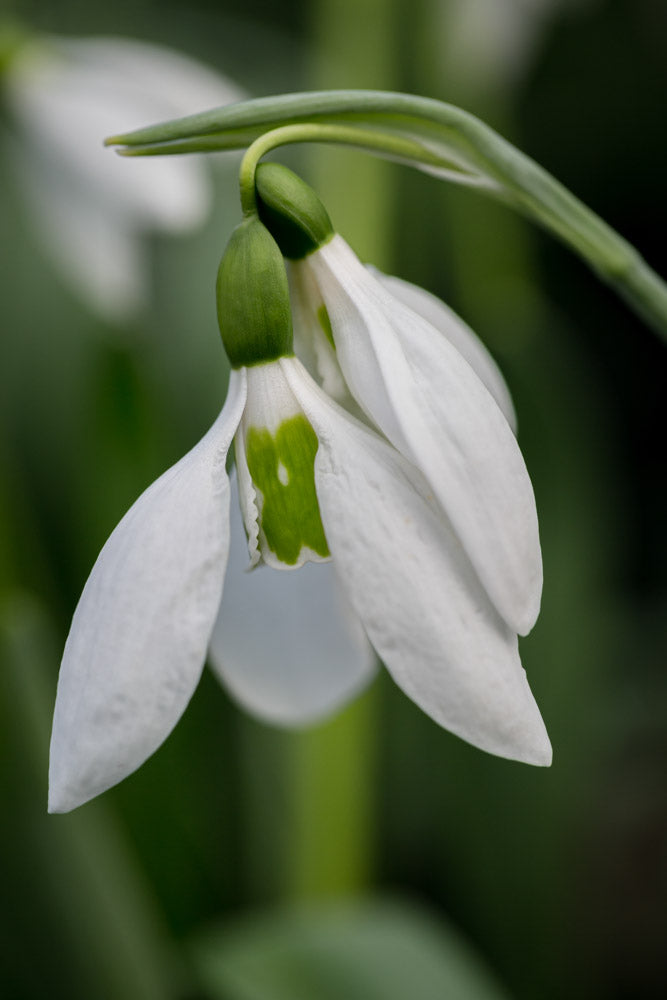 Galanthus 'Kite'