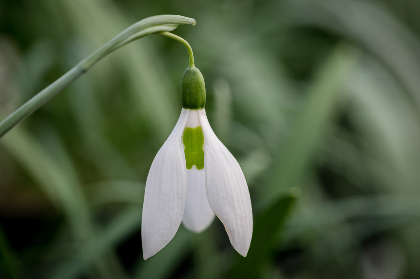 Galanthus 'Kite'