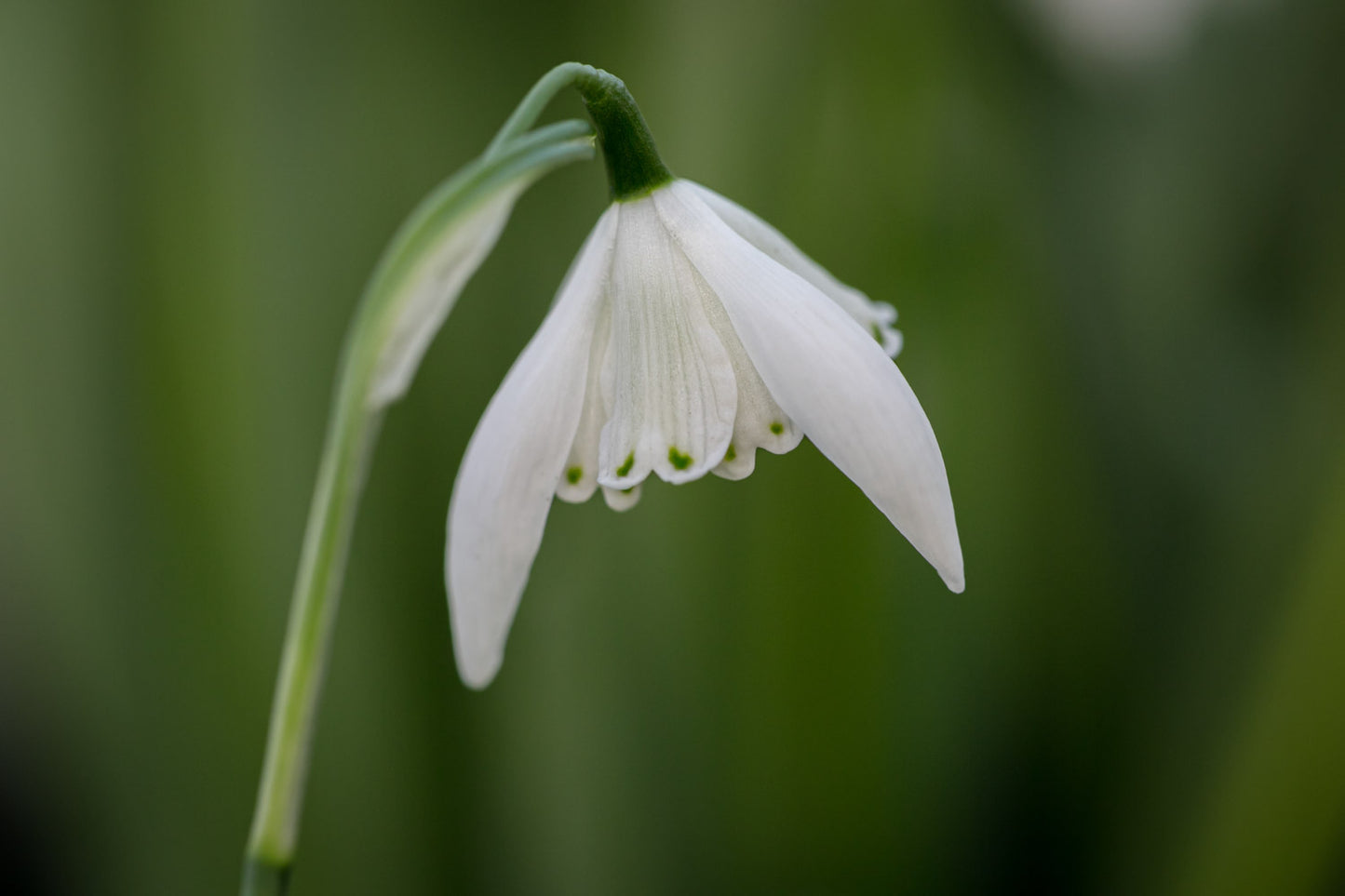 Galanthus 'Lady Beatrix Stanley'