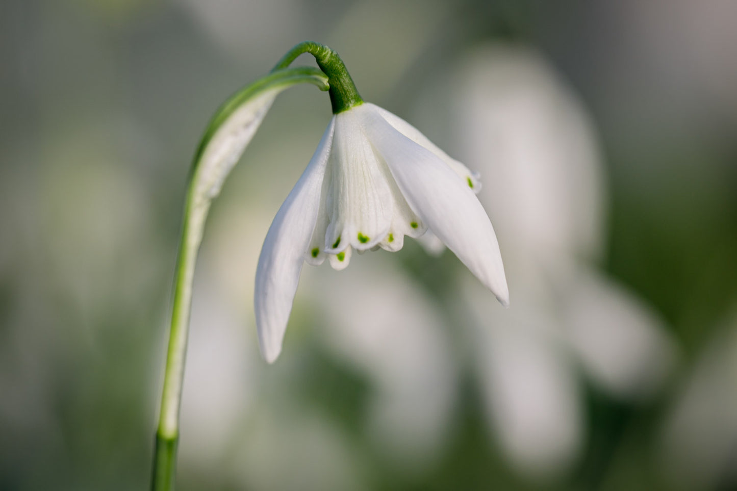 Galanthus 'Lady Beatrix Stanley'