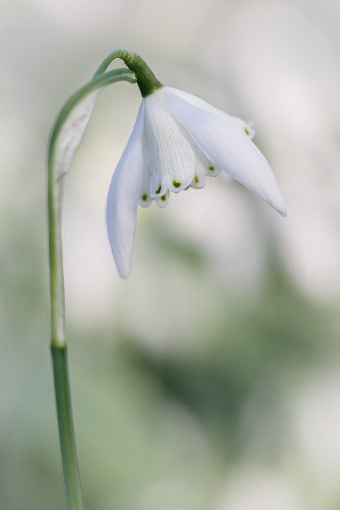 Galanthus 'Lady Beatrix Stanley'