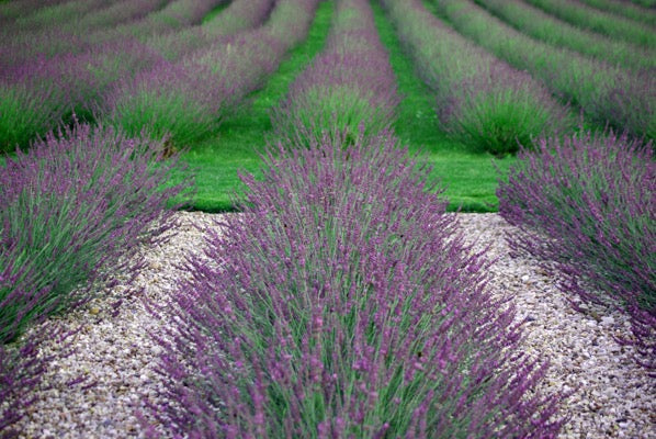 Lavandula x intermedia 'Phenomenal' 1 x 10cm Potted Plant