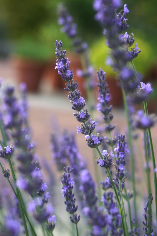 Lavandula x intermedia 'Phenomenal' 1 x 10cm Potted Plant