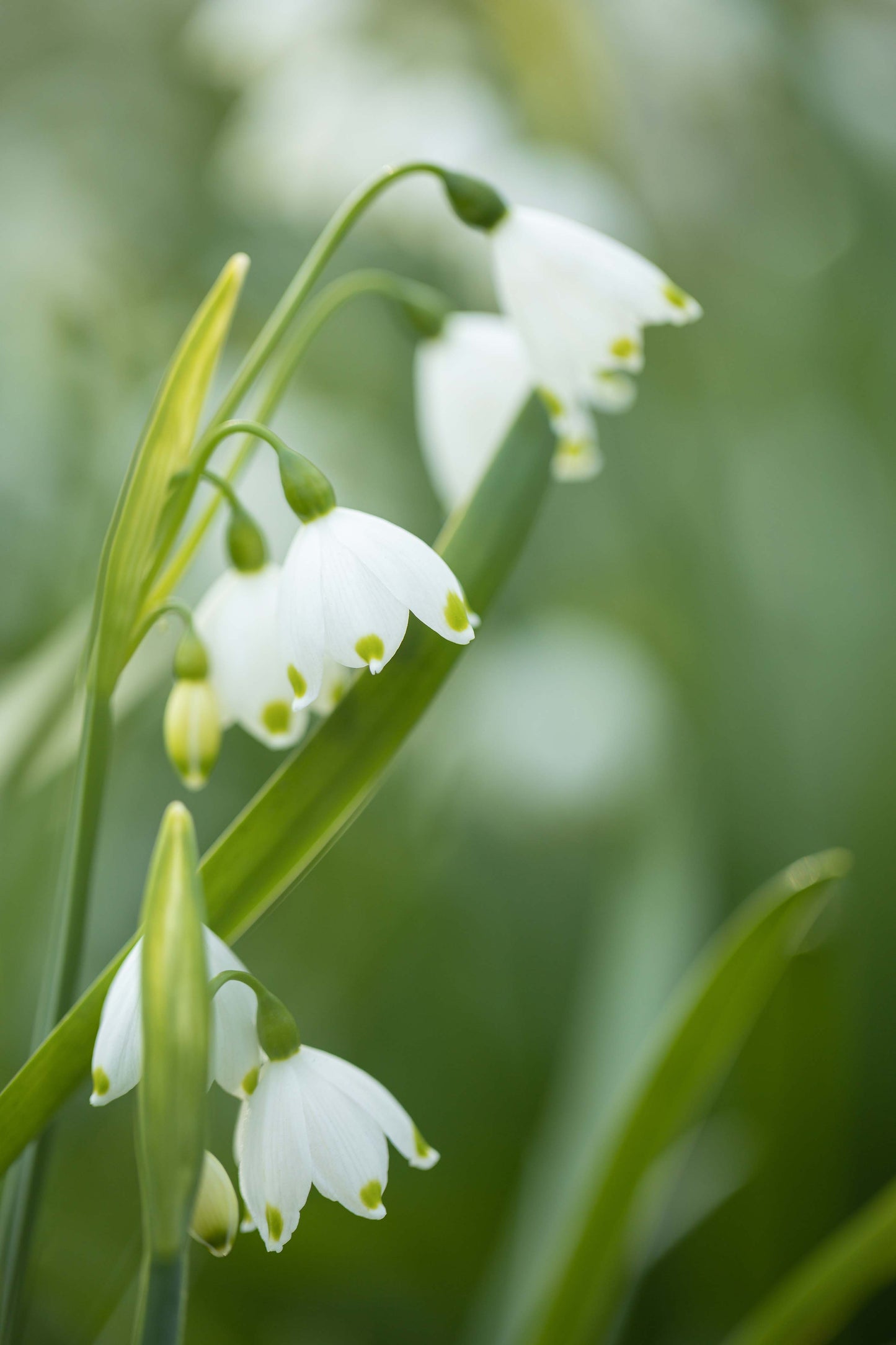Leucojum aestivum 'Gravetye Giant'