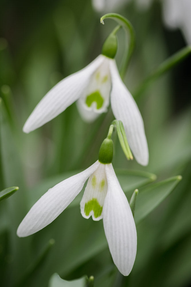 Galanthus 'Long Drop'