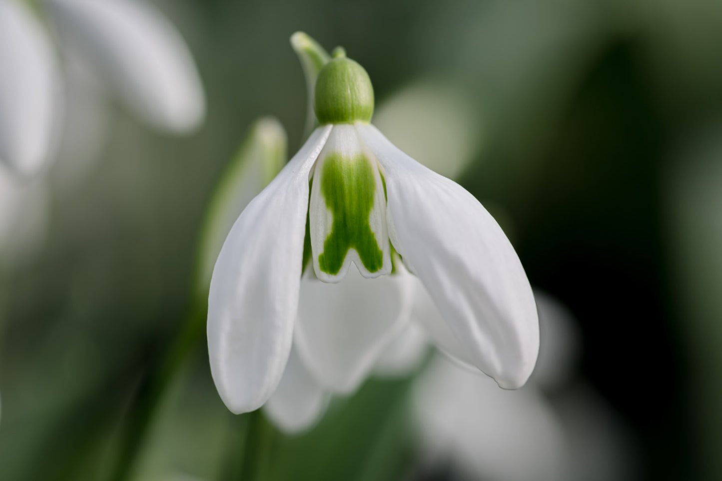Galanthus 'Lord Lieutenant'