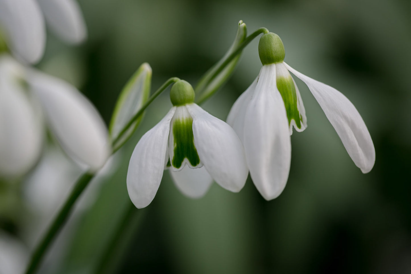Galanthus 'Lord Lieutenant'