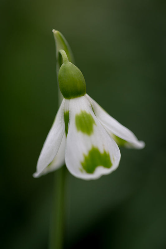 Galanthus 'Lucy'