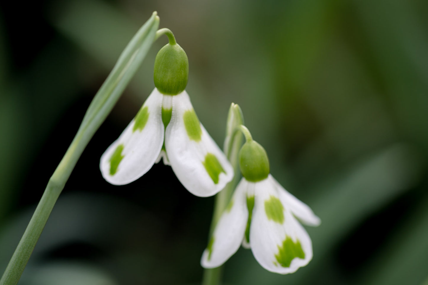 Galanthus 'Lucy'