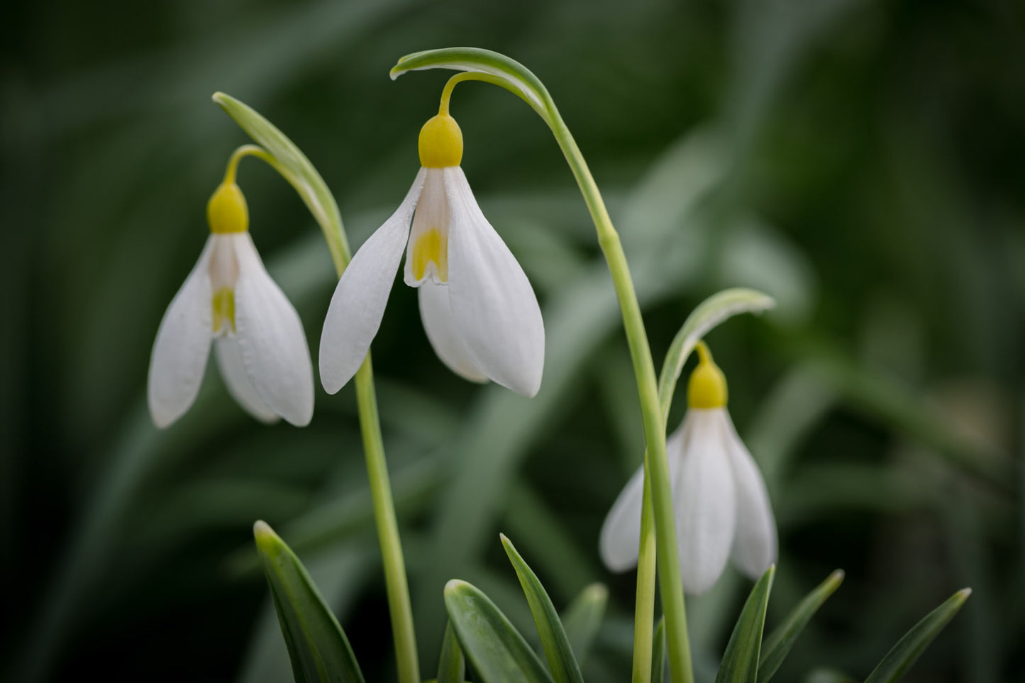 Galanthus 'Madelaine'