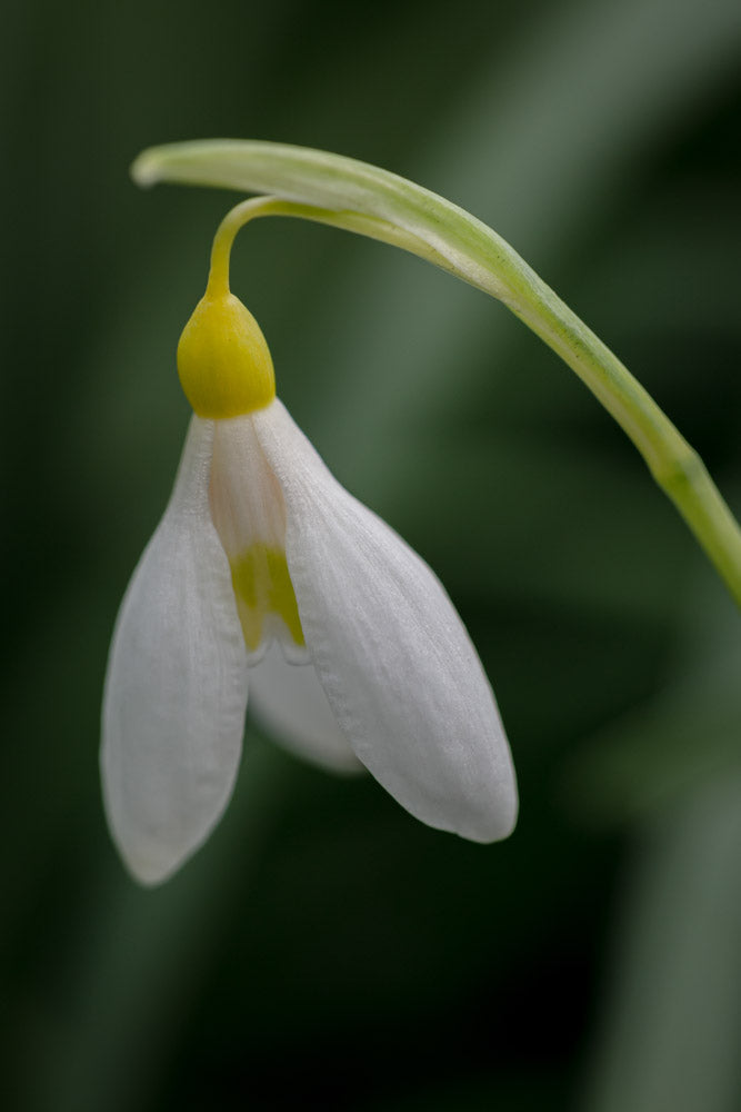 Galanthus 'Madelaine'