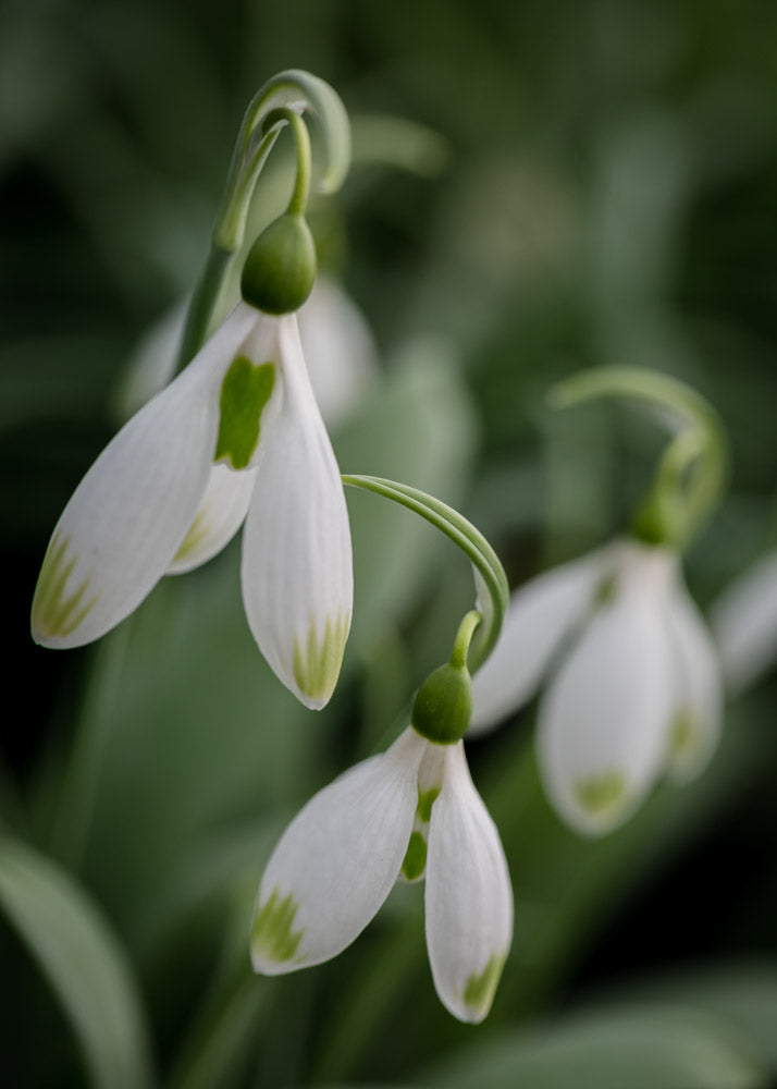 Galanthus 'Marlie Raphael'