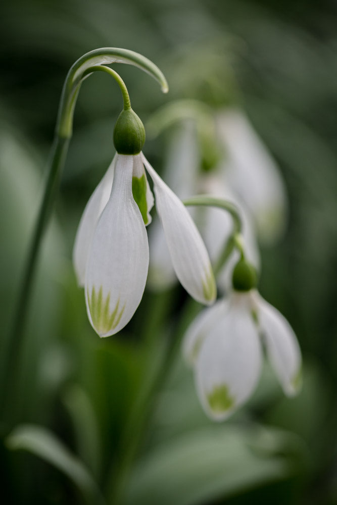 Galanthus 'Marlie Raphael'
