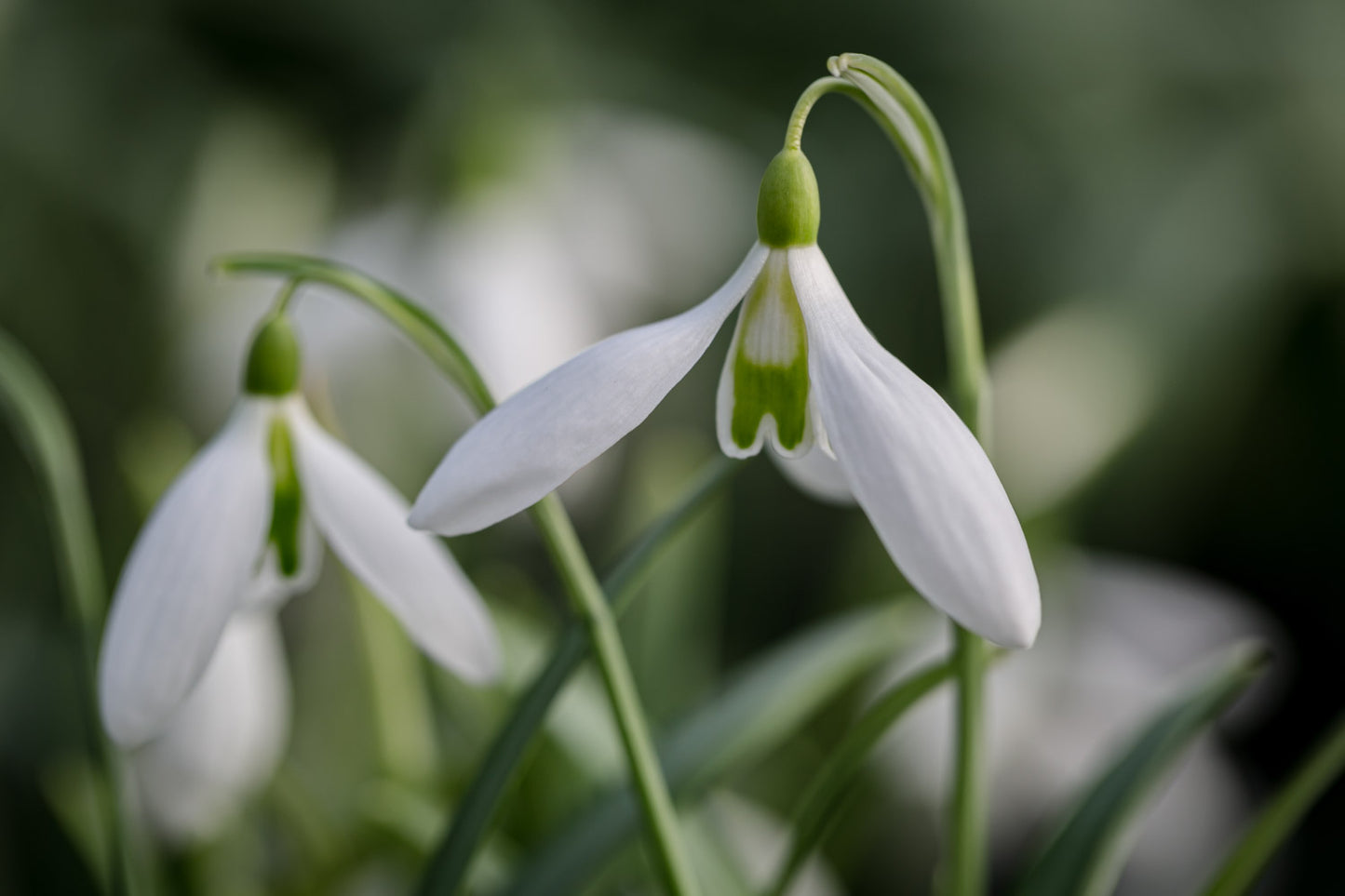 Galanthus 'Martha Maclaren'