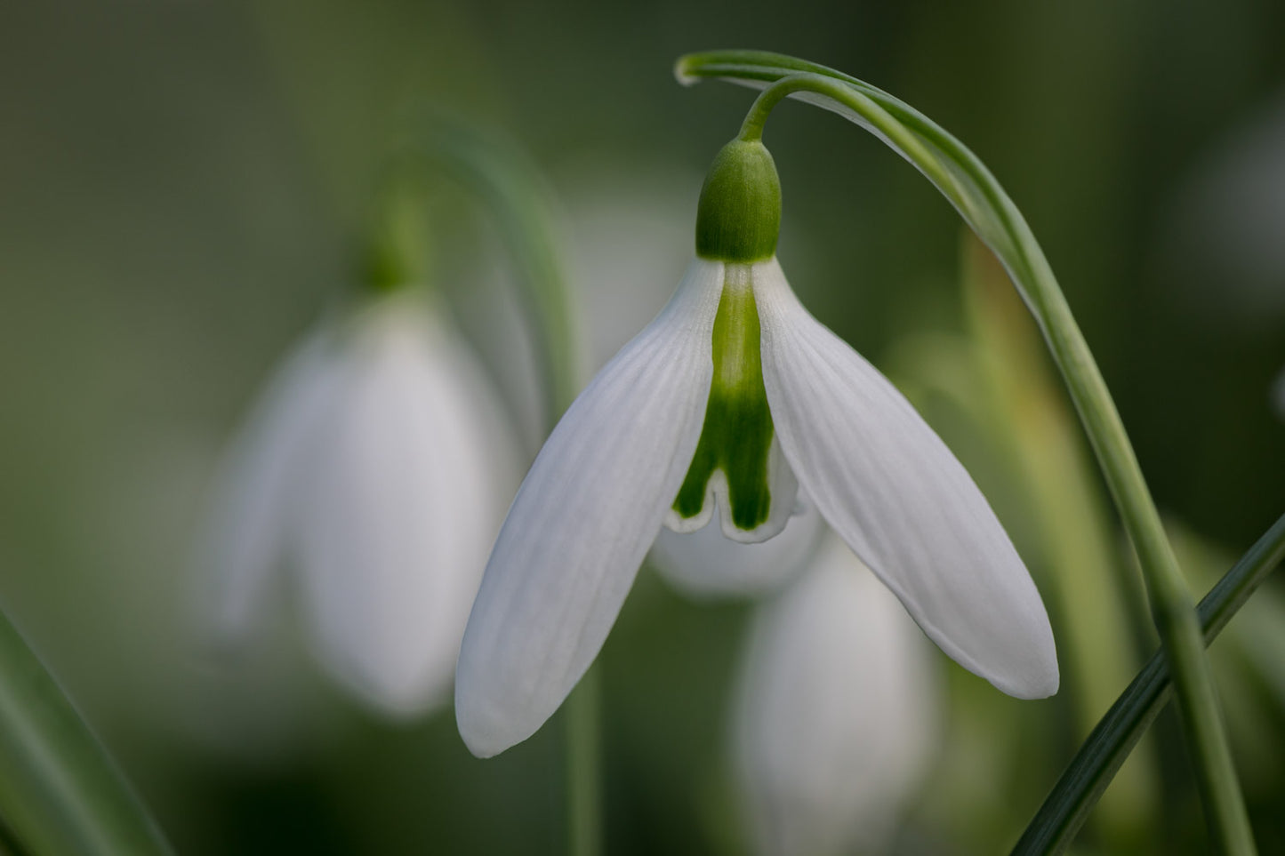 Galanthus 'Martha Maclaren'