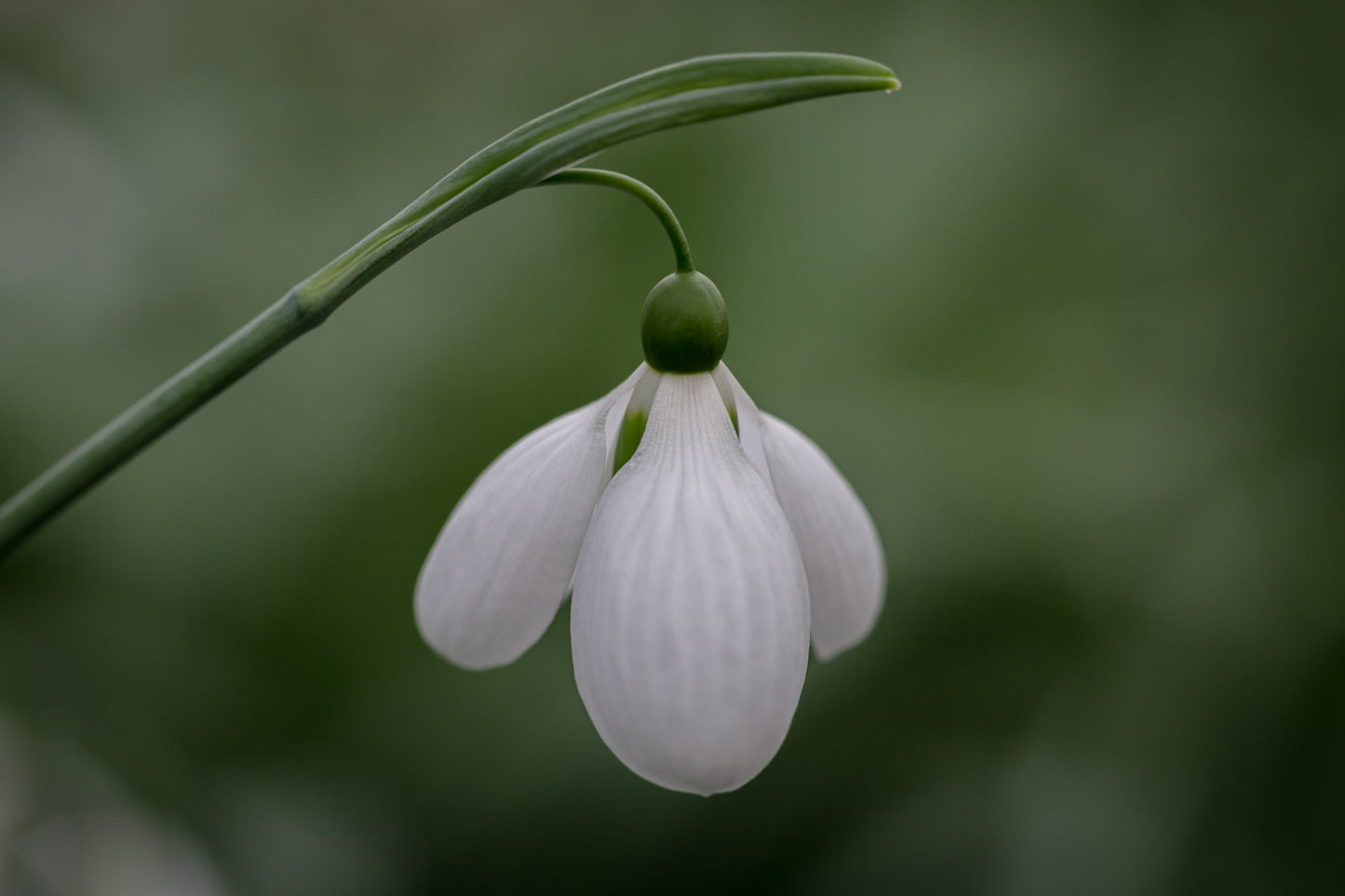 Galanthus 'Melanie Broughton'