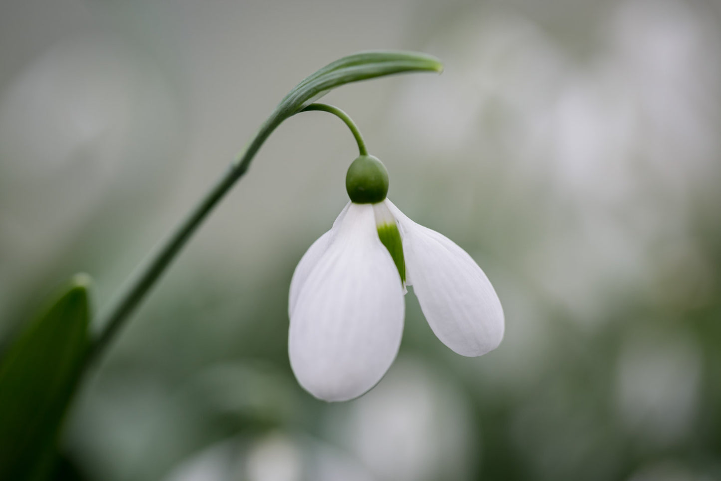 Galanthus 'Melanie Broughton'