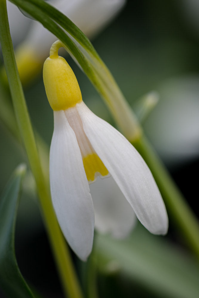 Galanthus 'Monti Picentini'
