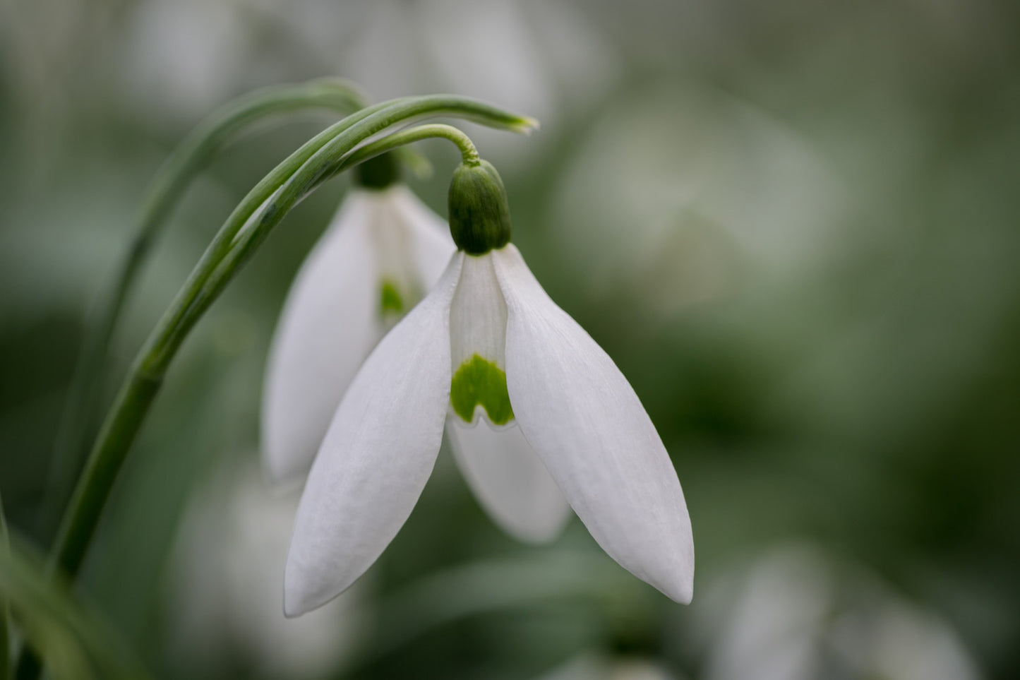 Galanthus 'Orion'