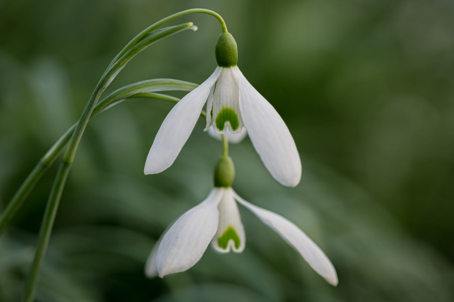 Galanthus 'Orleton'