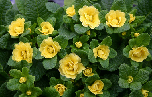Primula Belarina 'Buttercup Yellow' 1 x 10cm Potted Plant