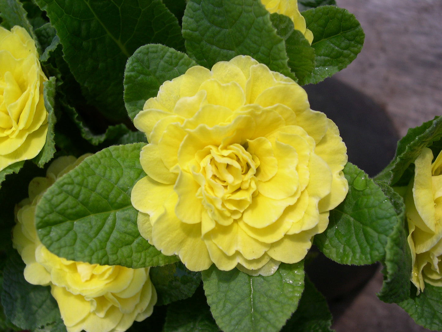 Primula Belarina 'Buttercup Yellow' 1 x 10cm Potted Plant