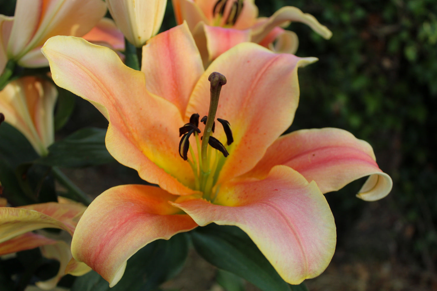 Lily 'Zelmira'