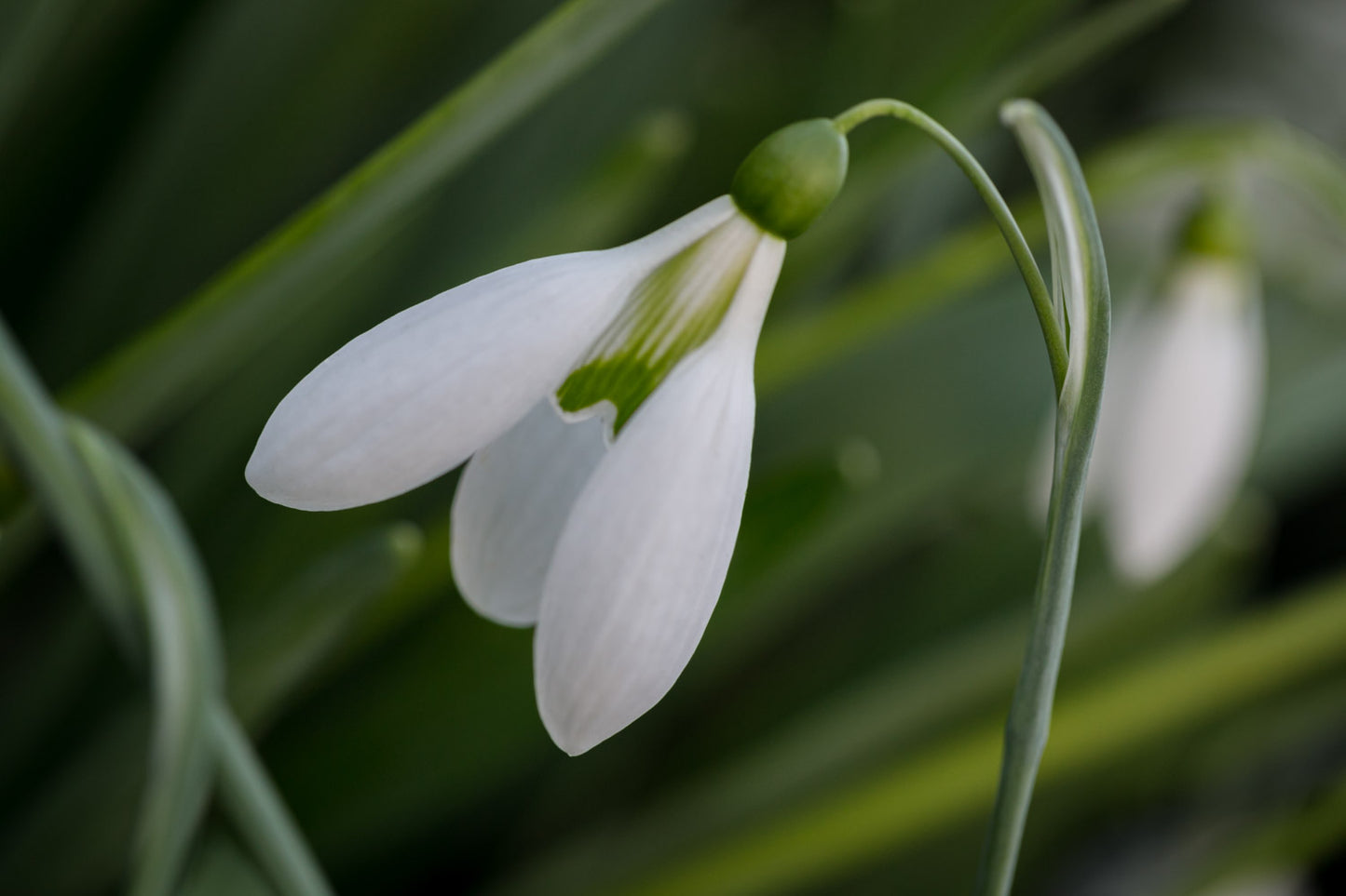 Galanthus 'Peardrop'
