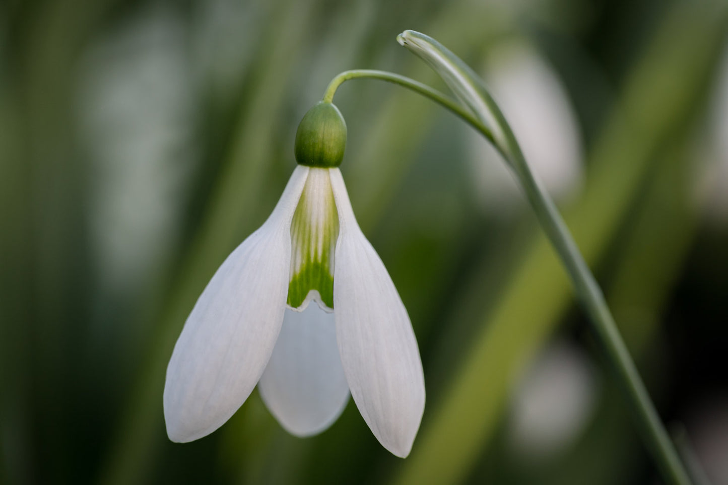 Galanthus 'Peardrop'