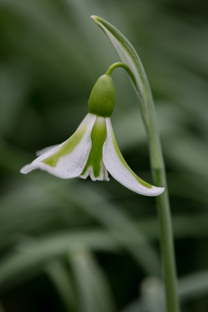 Galanthus 'Philippe Andre Meyer'