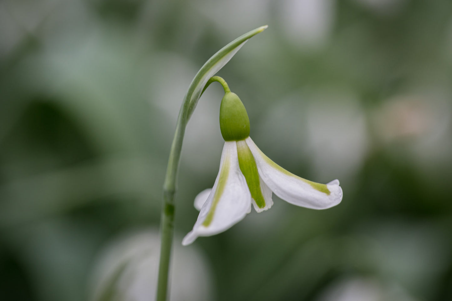 Galanthus 'Philippe Andre Meyer'