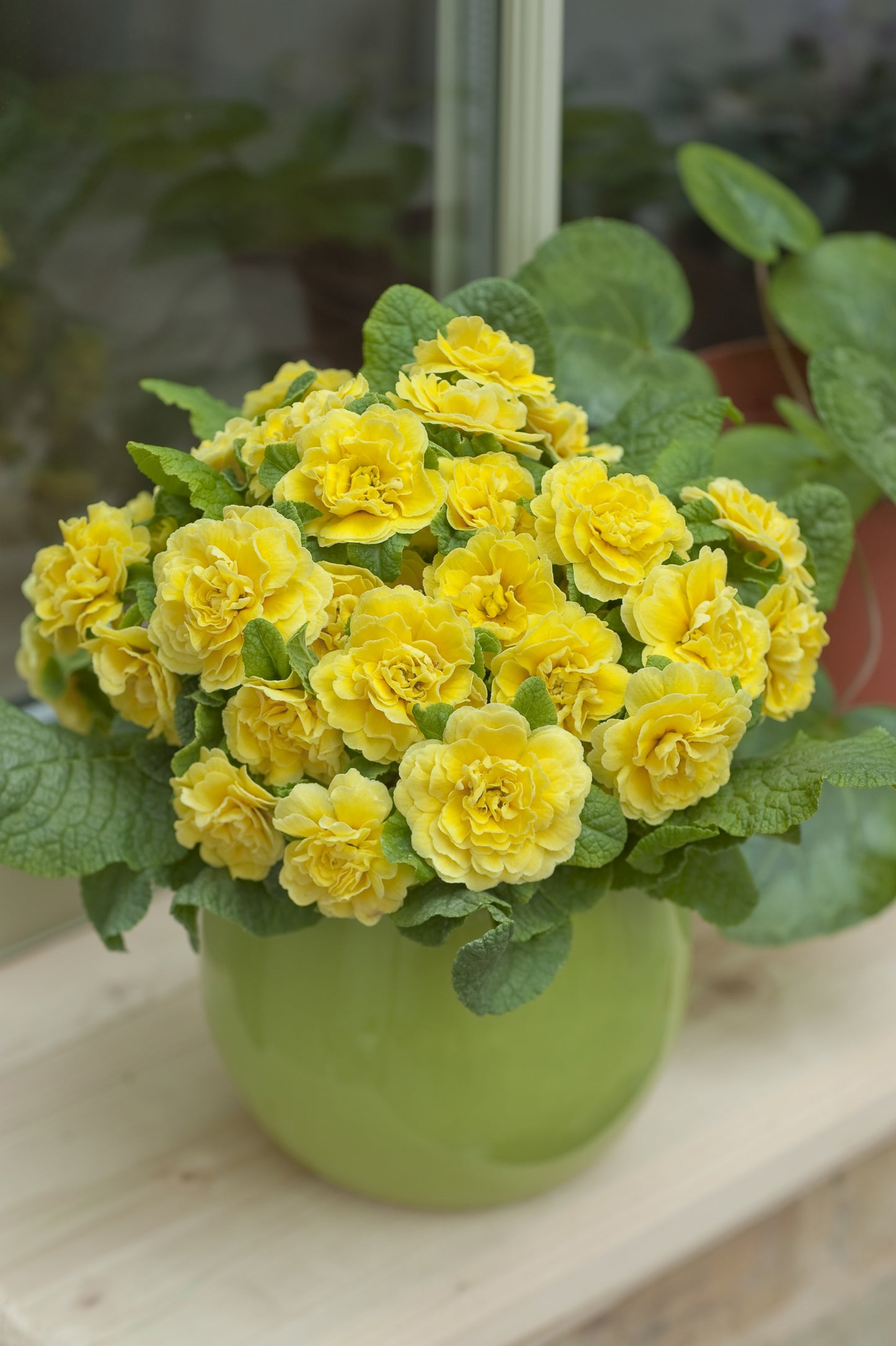 Primula Belarina 'Buttercup Yellow' 1 x 10cm Potted Plant