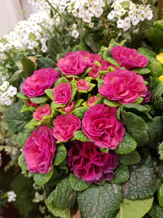 Primula Belarina 'Carmen' 1 x 10cm Potted Plant