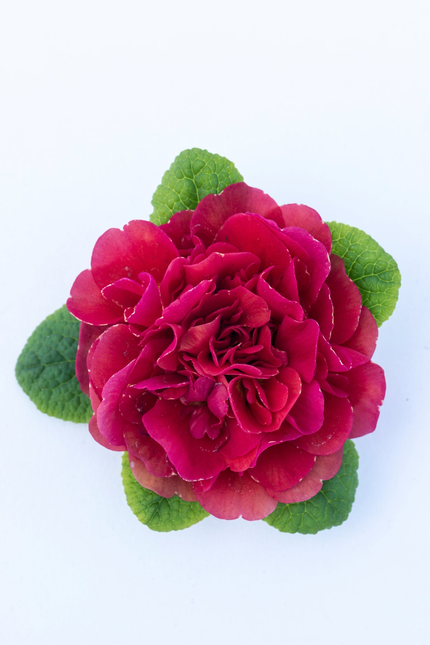 Primula Belarina 'Carmen' 1 x 10cm Potted Plant