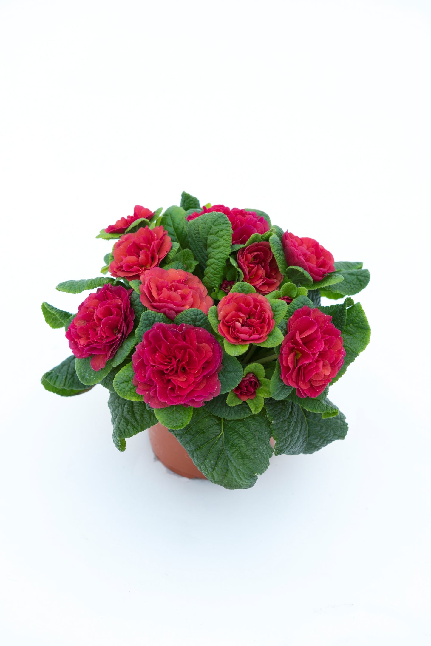 Primula Belarina 'Carmen' 1 x 10cm Potted Plant