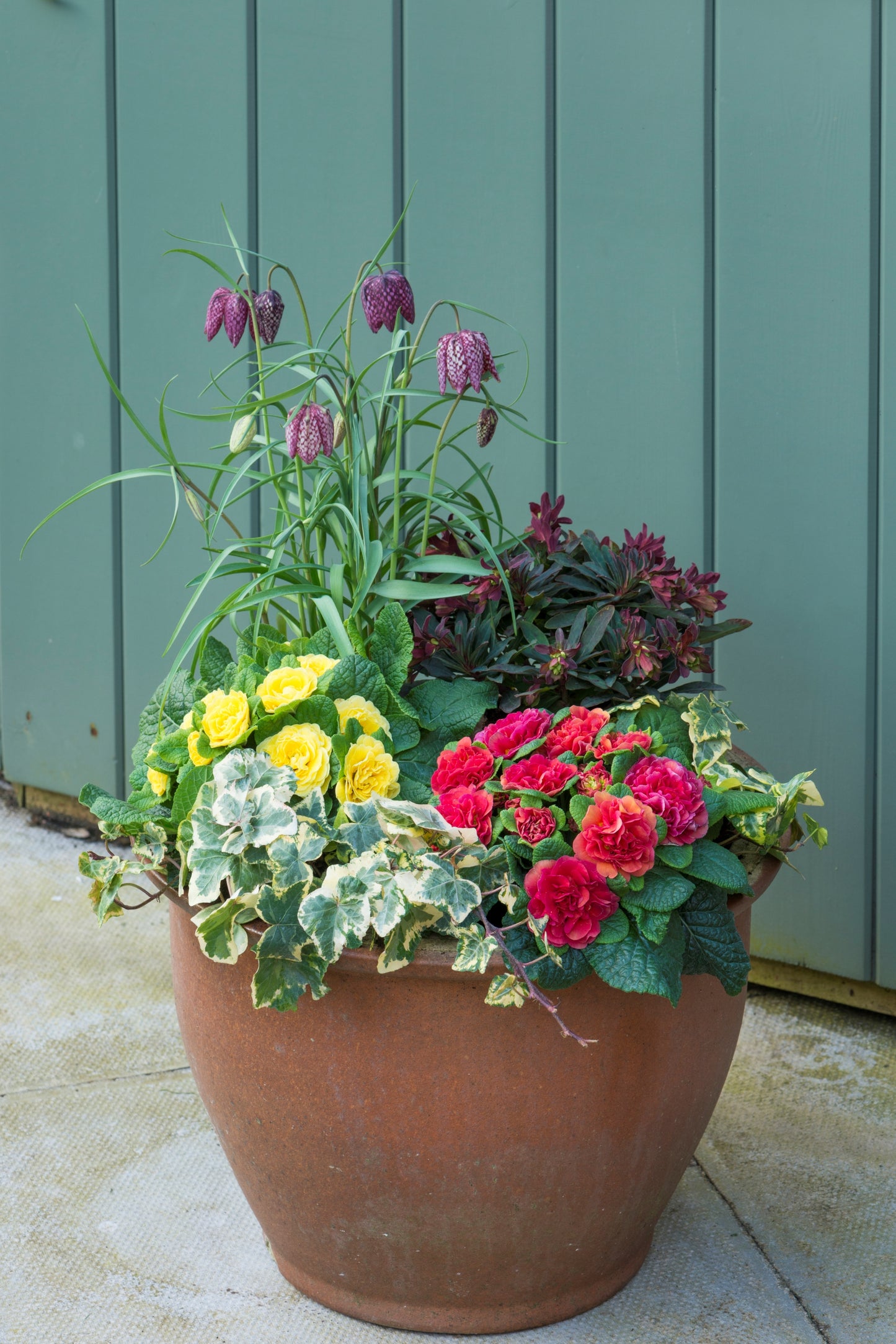 Primula Belarina 'Carmen' 1 x 10cm Potted Plant