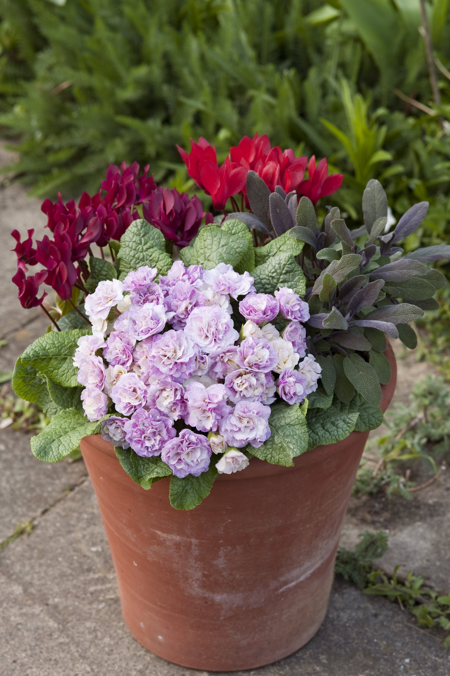 Primula Belarina 'Pink Ice' 1 x 10cm Potted Plant