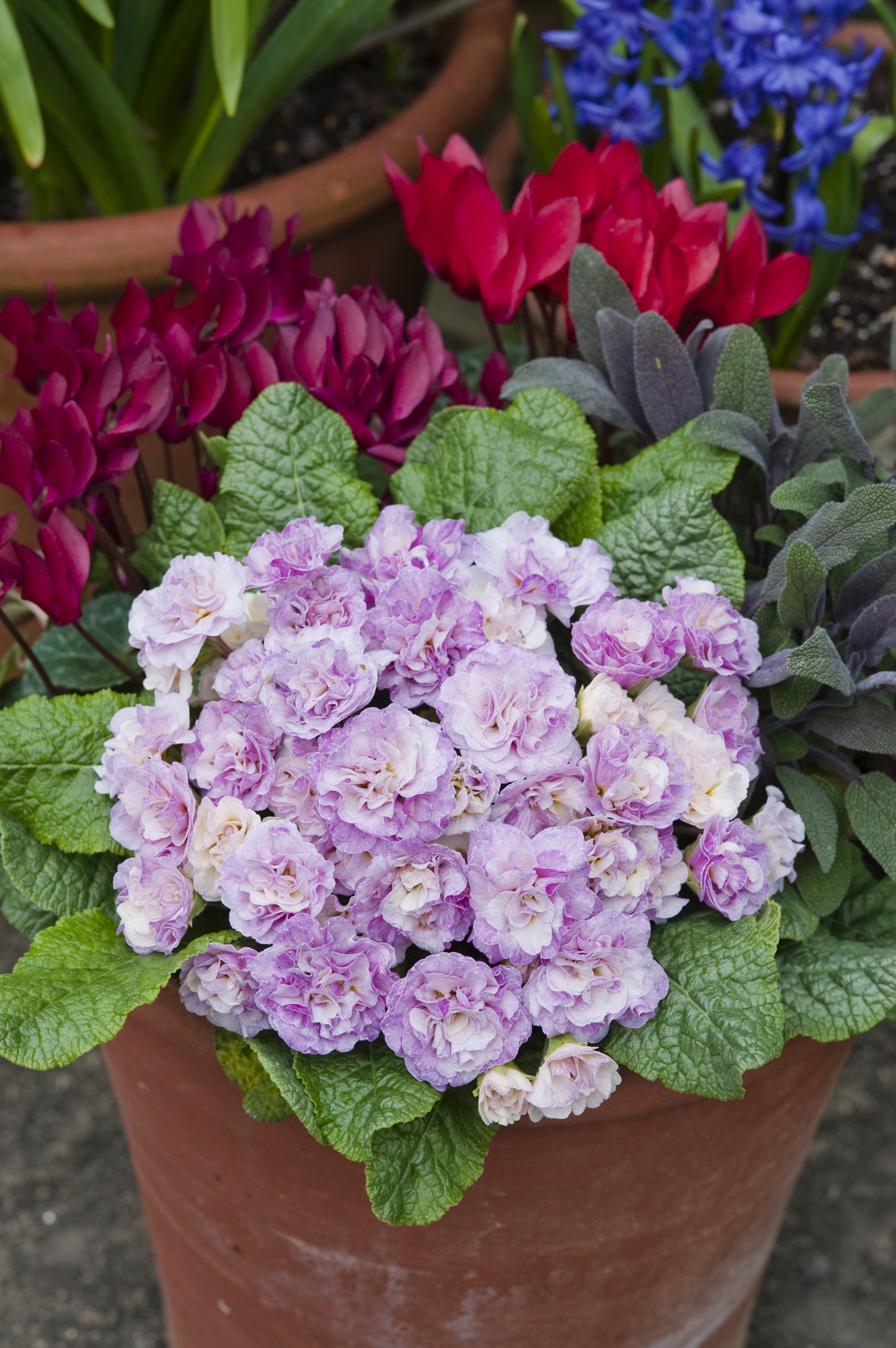 Primula Belarina 'Pink Ice' 1 x 10cm Potted Plant