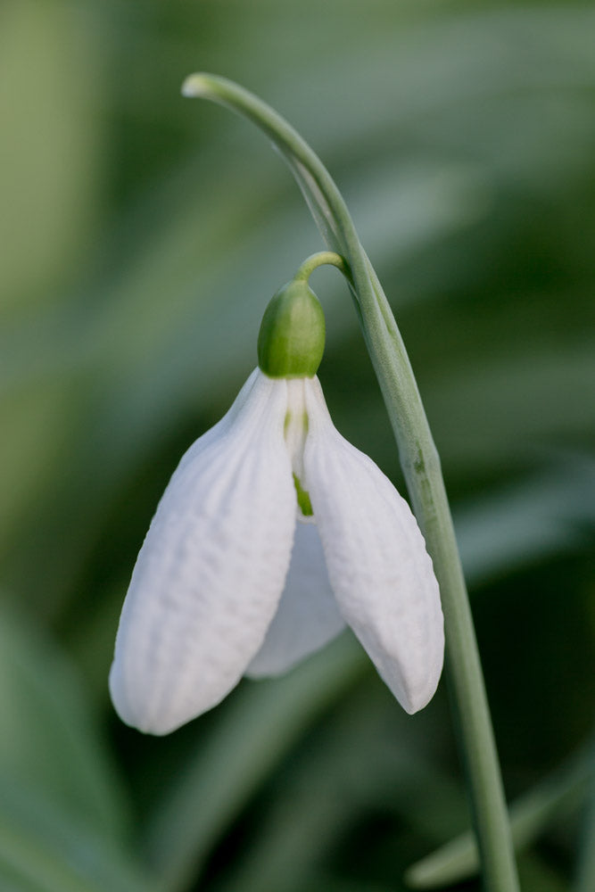 Galanthus 'Priscilla Bacon'