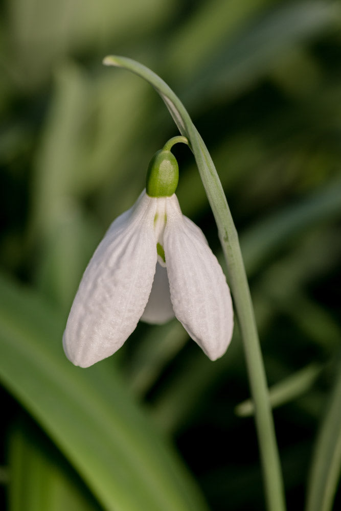 Galanthus 'Priscilla Bacon'