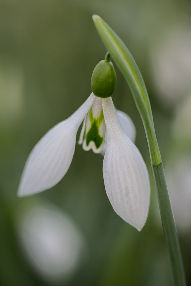 Galanthus 'Robin Hood'